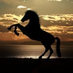 Equi Coaching 25