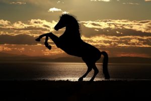 Equi Coaching 25